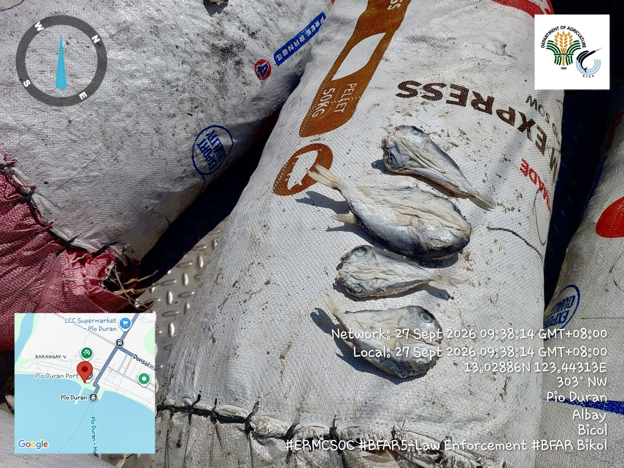 Puffer fish worth P52,500 seized in Albay
