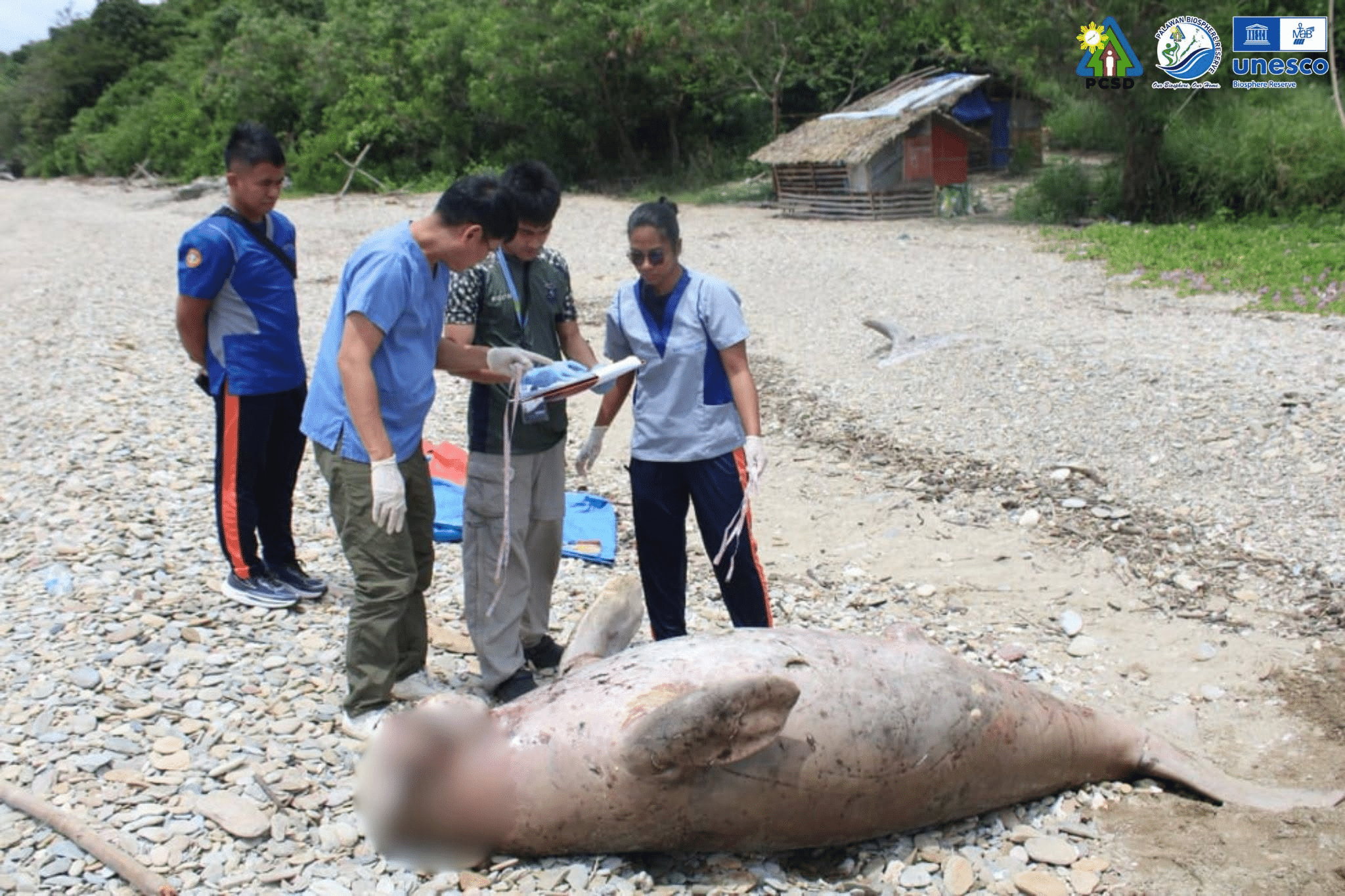 Critically endangered dugong found dead in Puerto Princesa