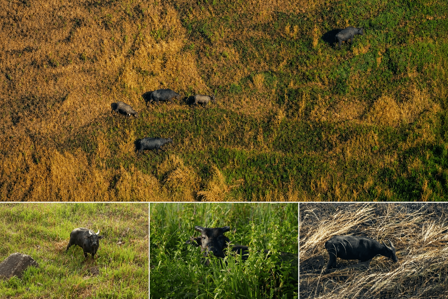 Tamaraw population in Mounts Iglit-Baco rises 12% in 2026