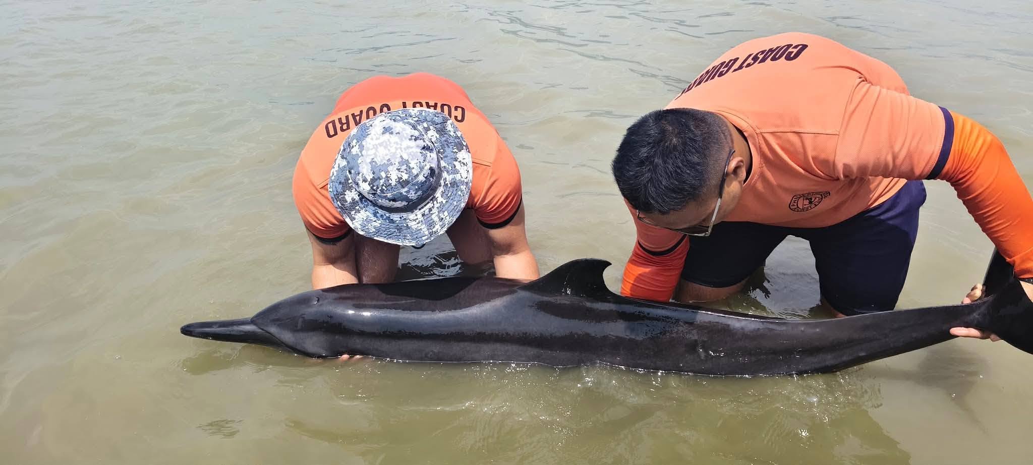 Stranded dolphin rescued in Leyte