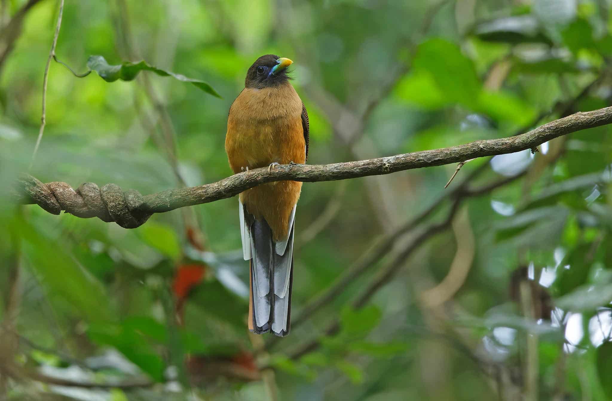 Bulusan park survey highlights rich diversity of bird species