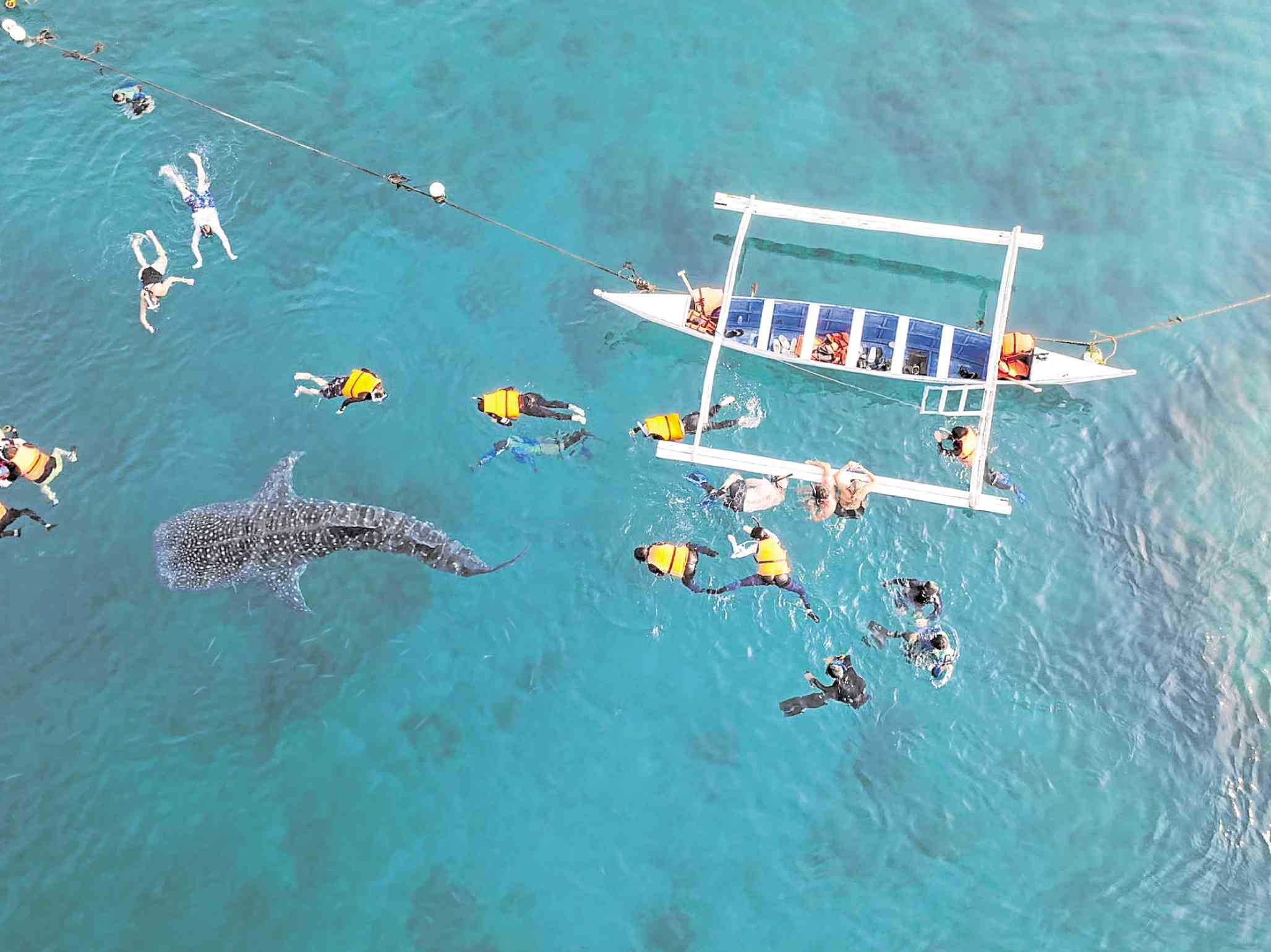 Bohol sets stricter rules on whale shark tourism