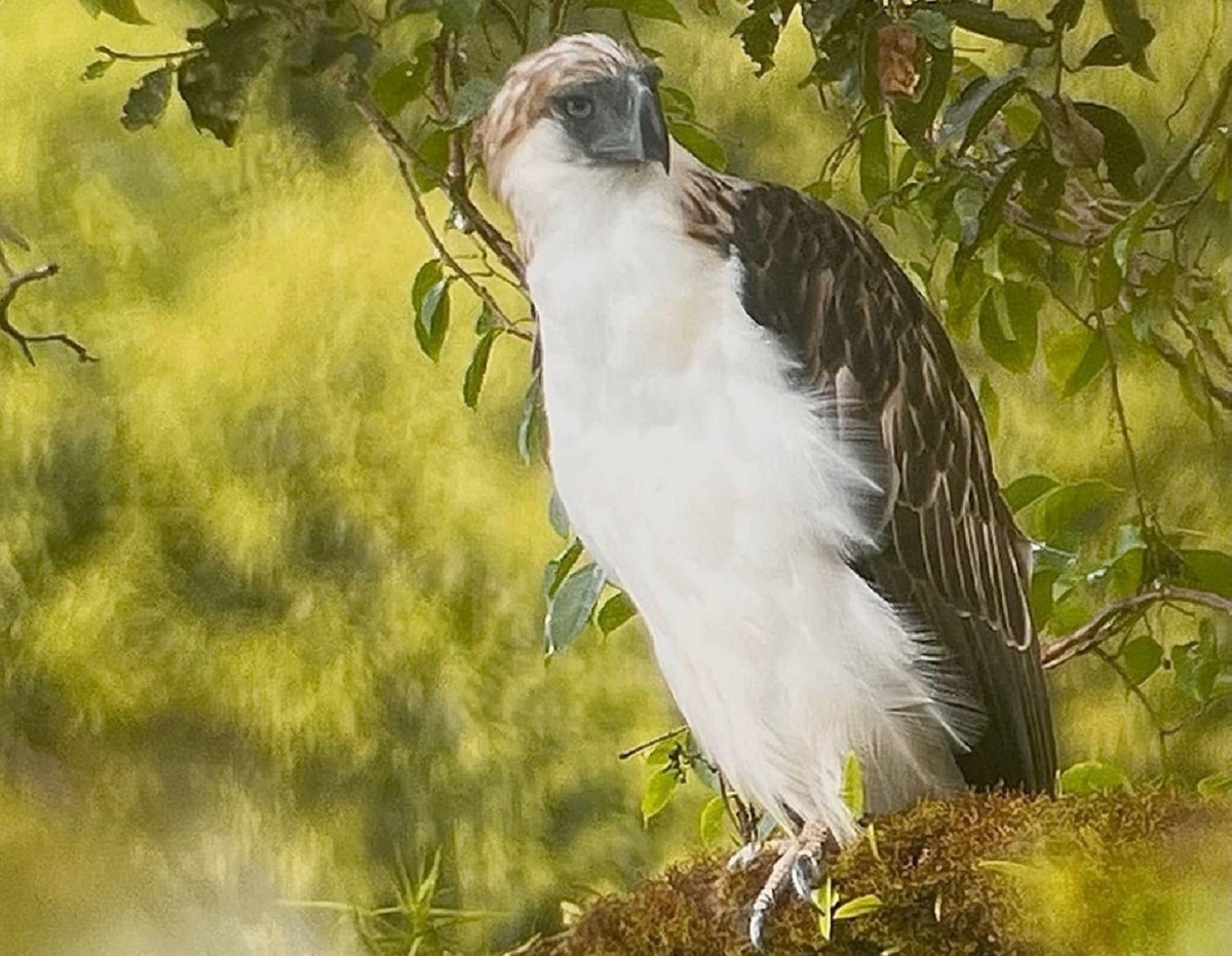 Samar town gears up for Philippine eagle repopulation