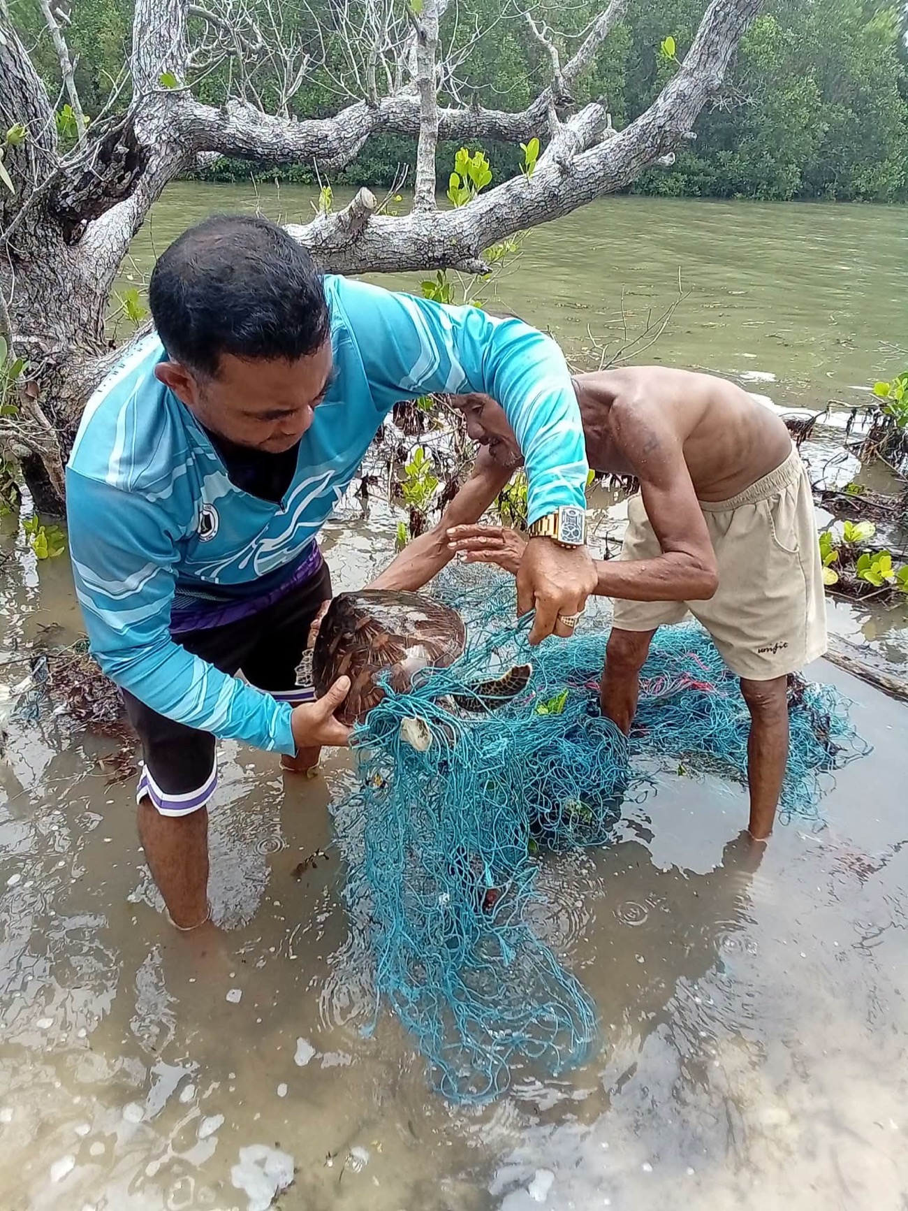 Green sea turtle caught in fishing net rescued in Romblon