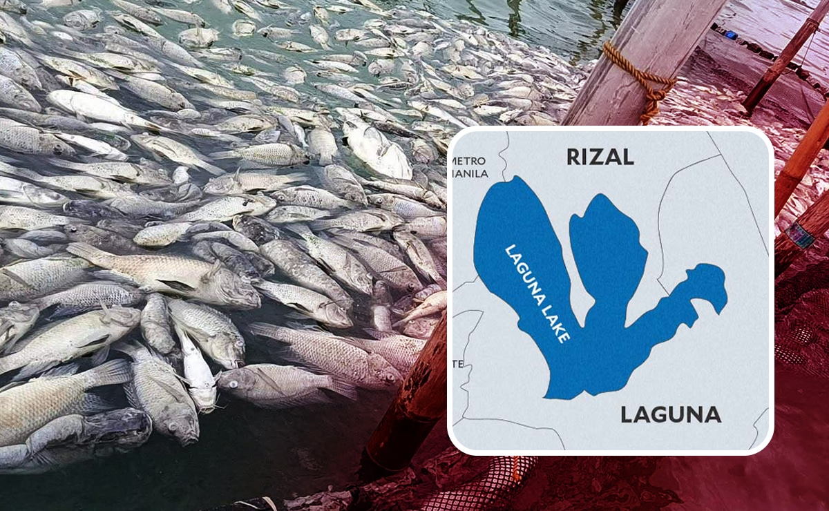 Over 20,000 kg of fish die in latest Laguna de Bay fish kill