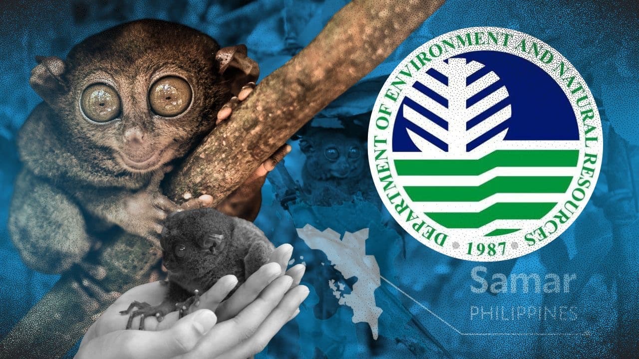 DENR probes possible causes of tarsier deaths in Samar
