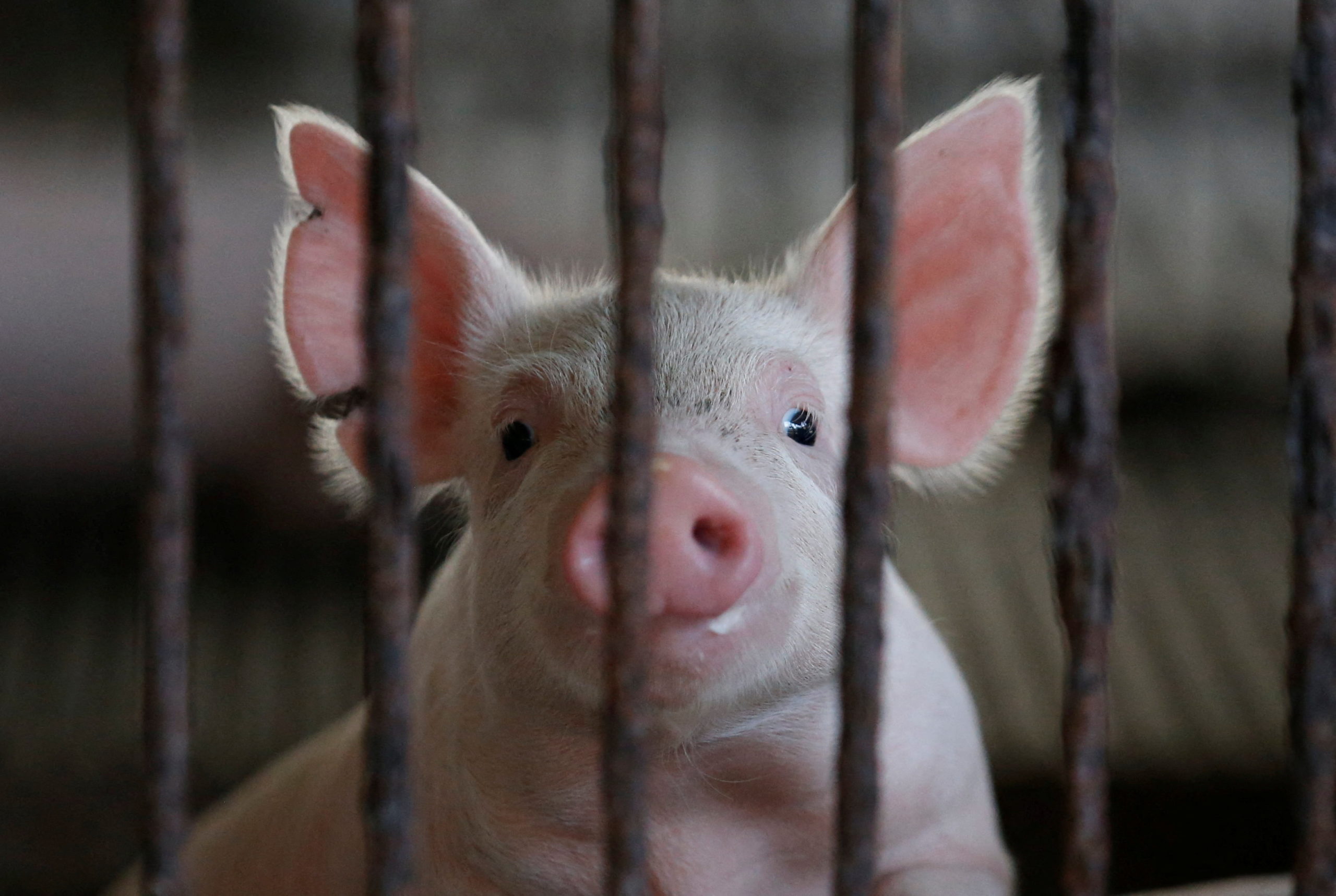 ASF kills over 500 pigs in Negros Occidental