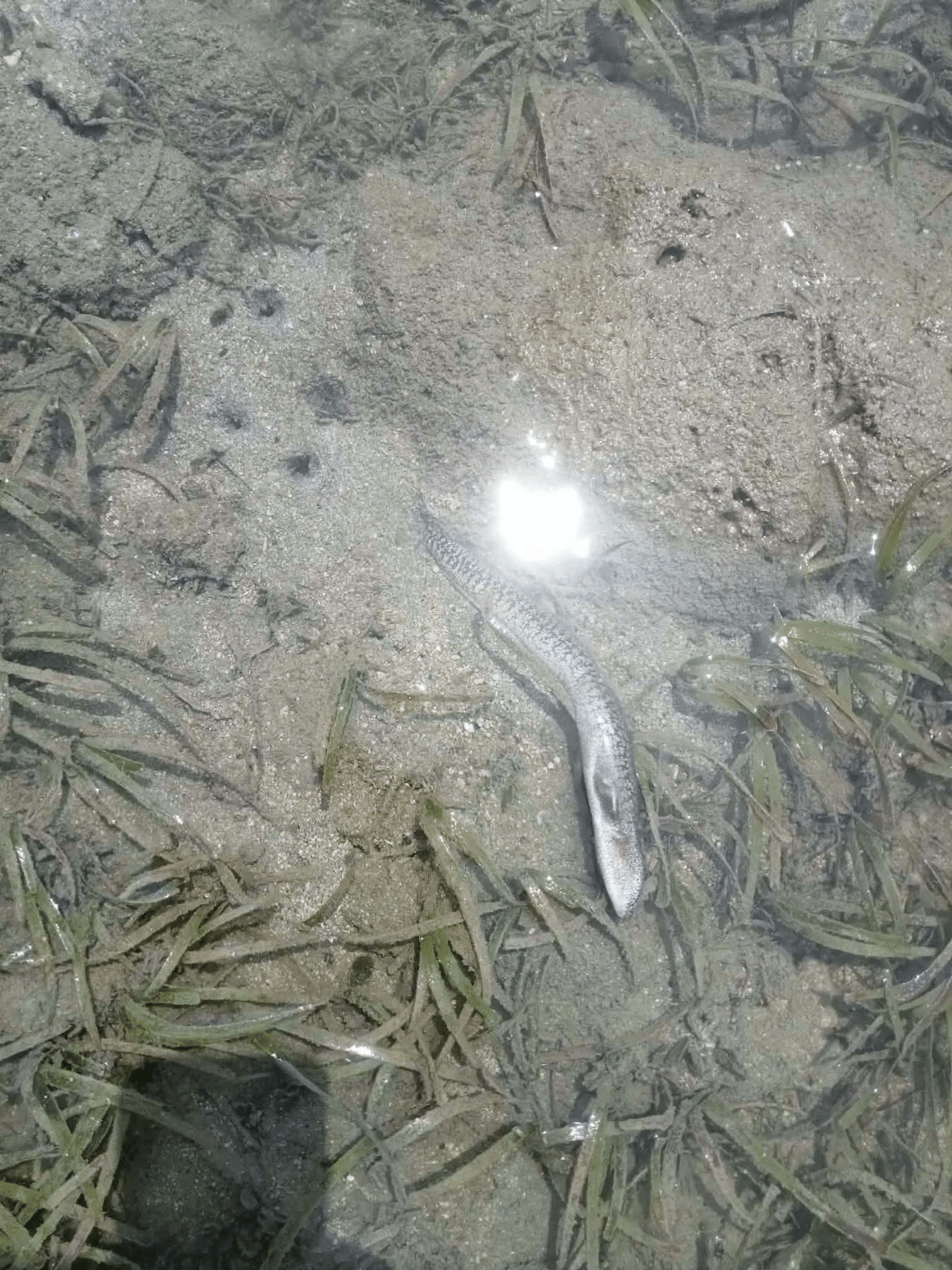 BFAR: Too early to blame Romblon town fish kill on El Niño