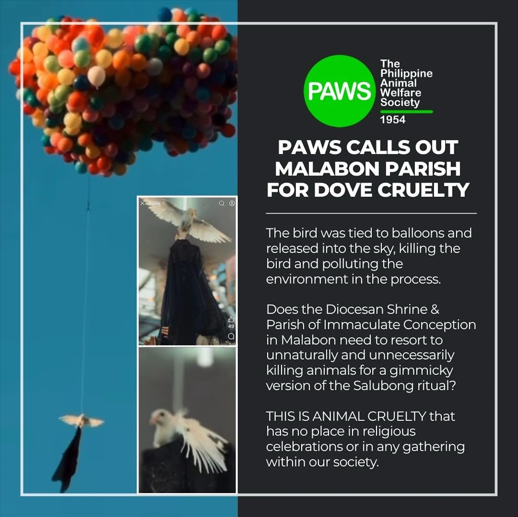 Paws warns of legal action vs further use of pigeons in Easter rituals