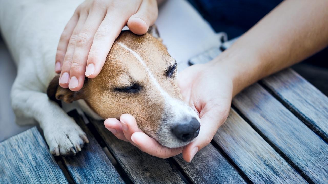Rain, flooding increase health risks for dogs