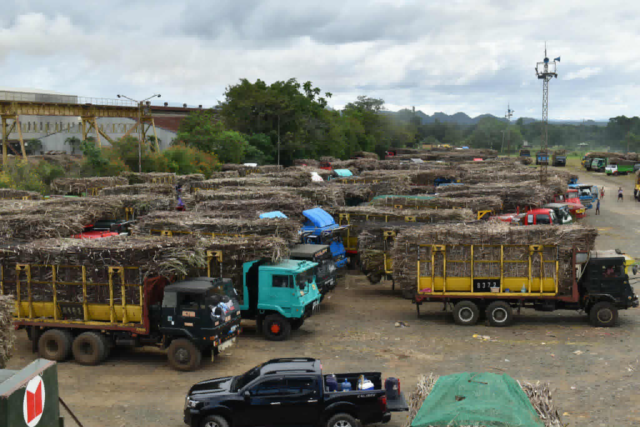 Pest attack dims start of sugar milling season