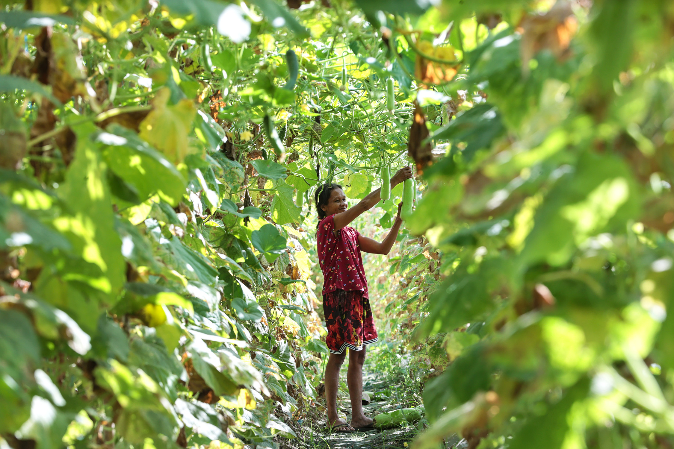 Agriculture Beyond Farming: 5 Business Opportunities for Filipinos