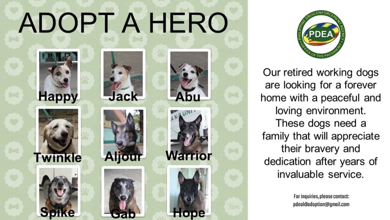 9 retired drug detection dogs up for adoption – PDEA