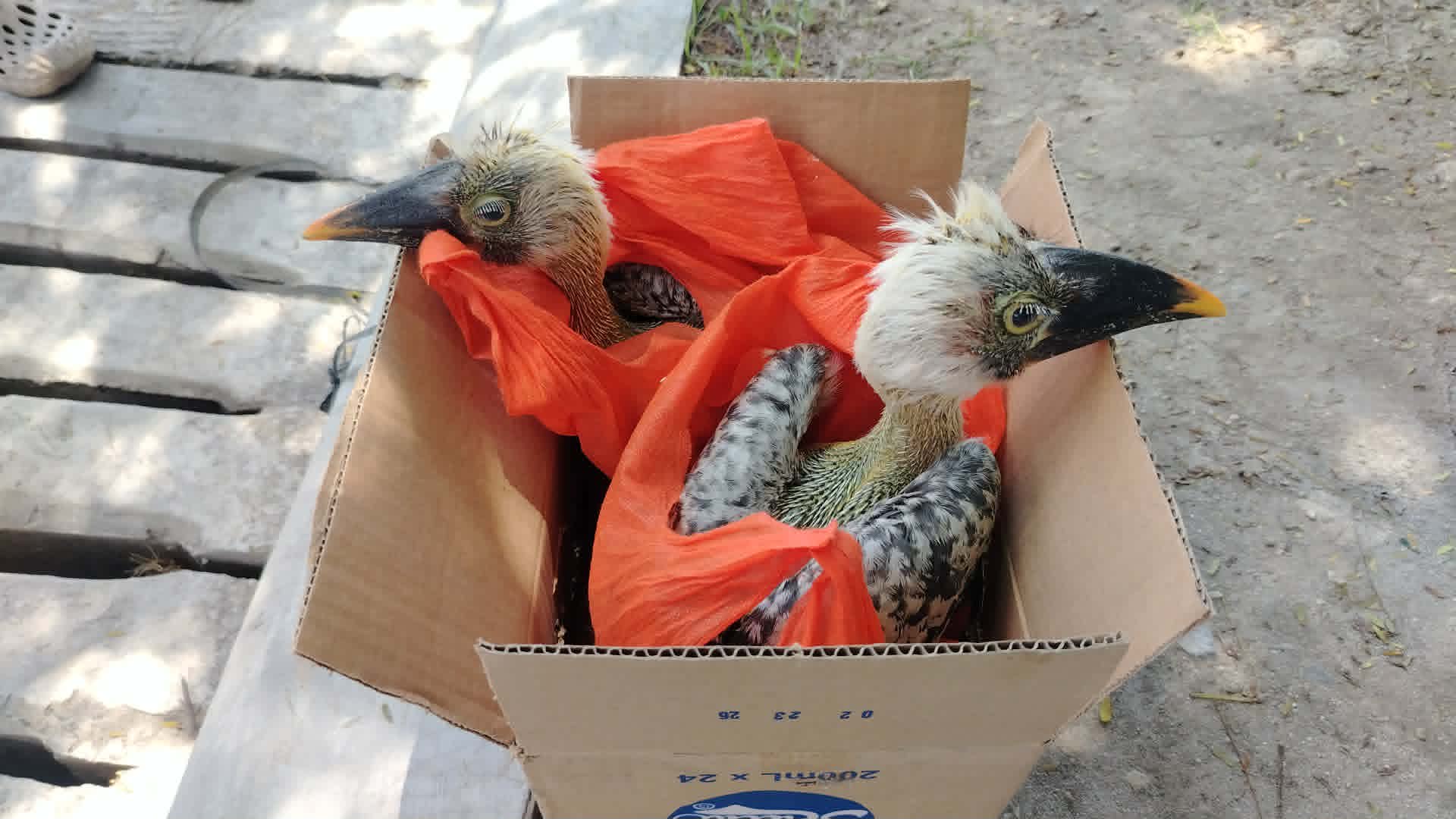 DENR: 339 illegally traded wildlife seized since January
