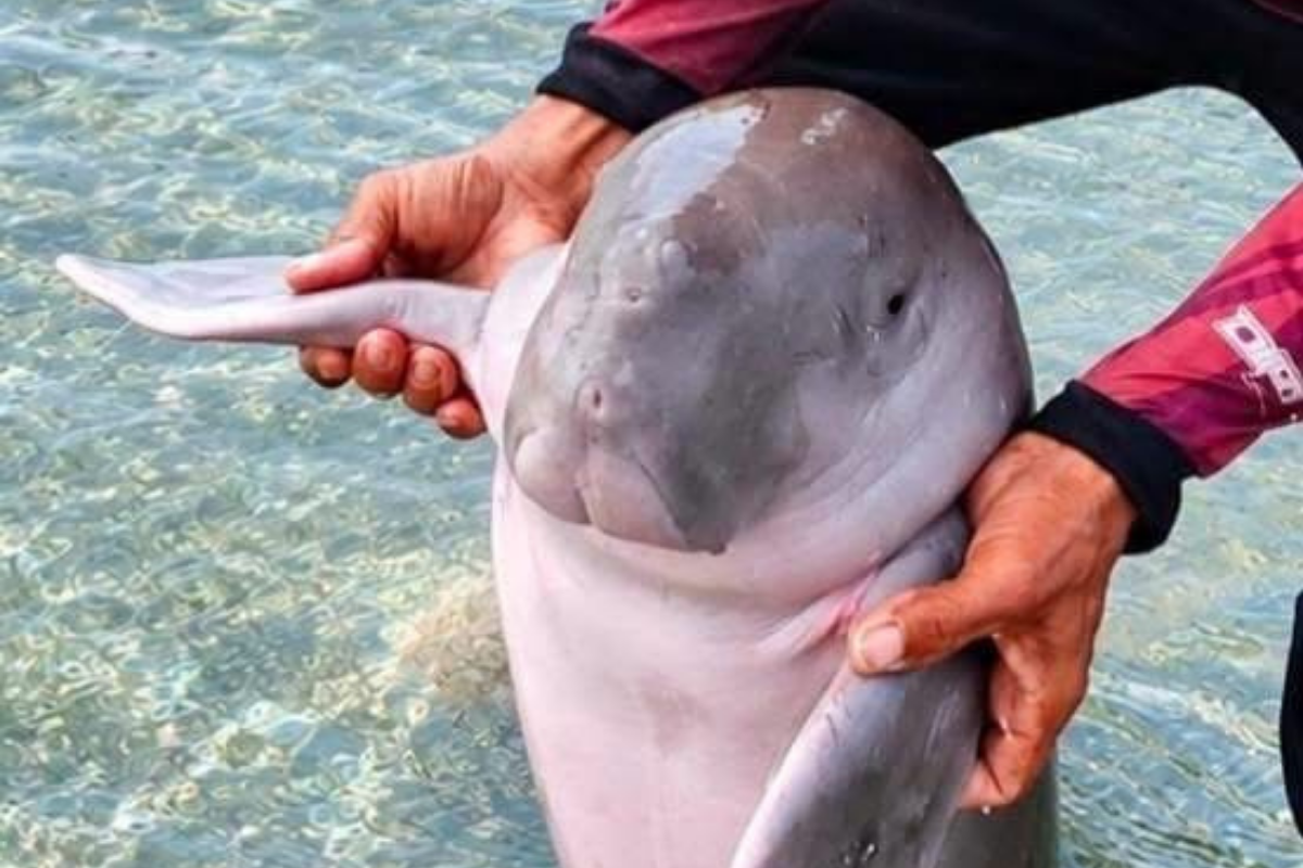 Stranded baby dugong in Antique gets help returning to sea