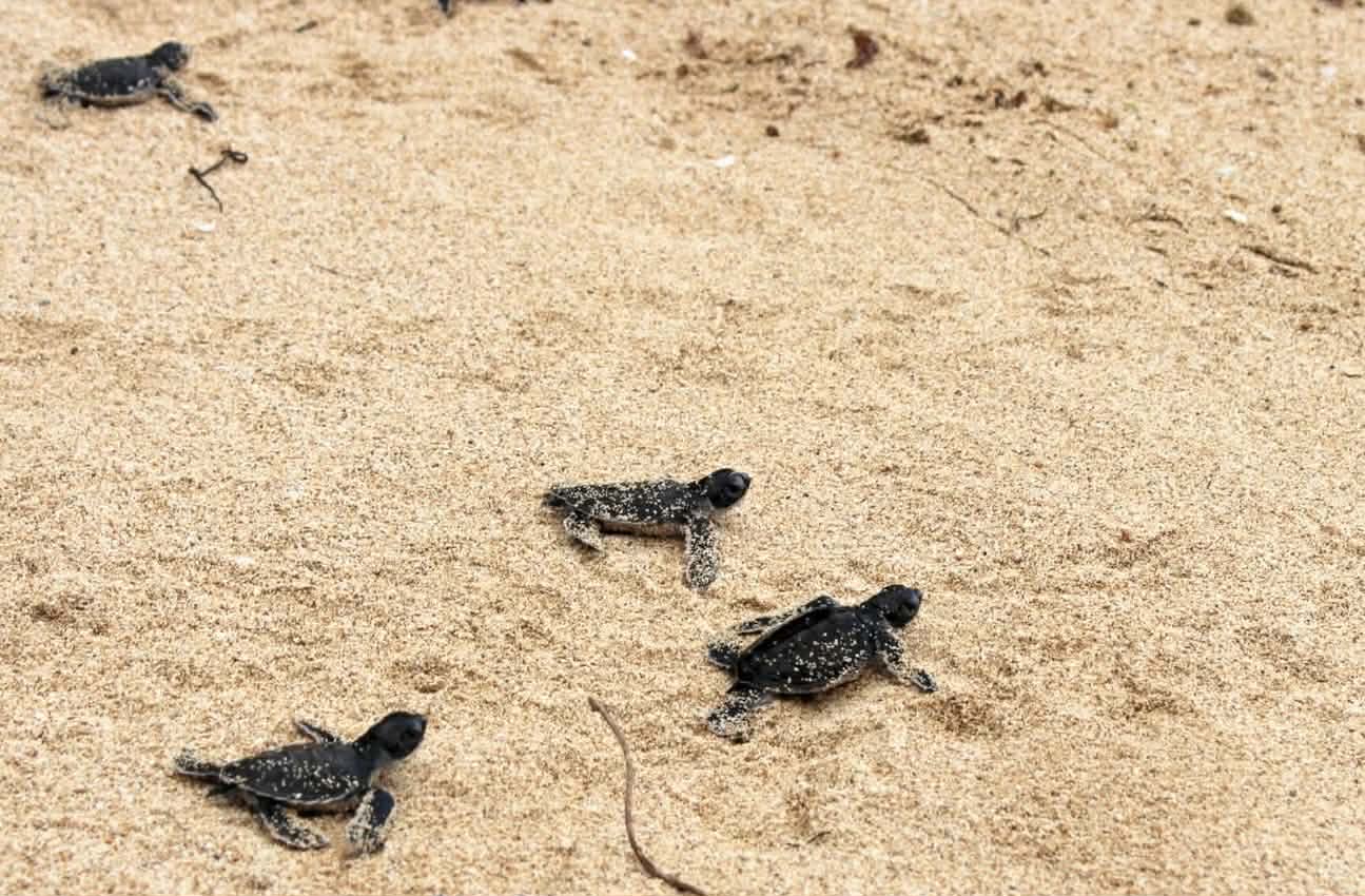 55 green sea turtle hatchlings released in Catanduanes 
