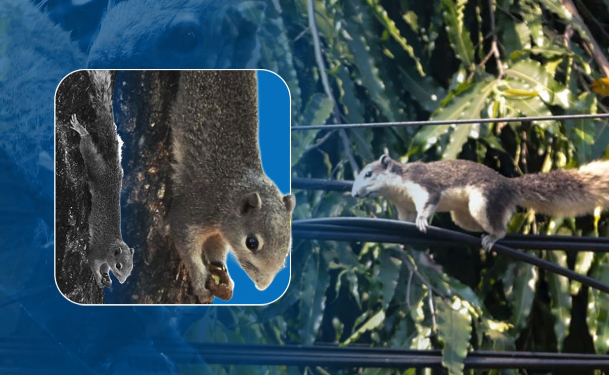 Cute, but invasive: Finlayson’s squirrels in Metro Manila