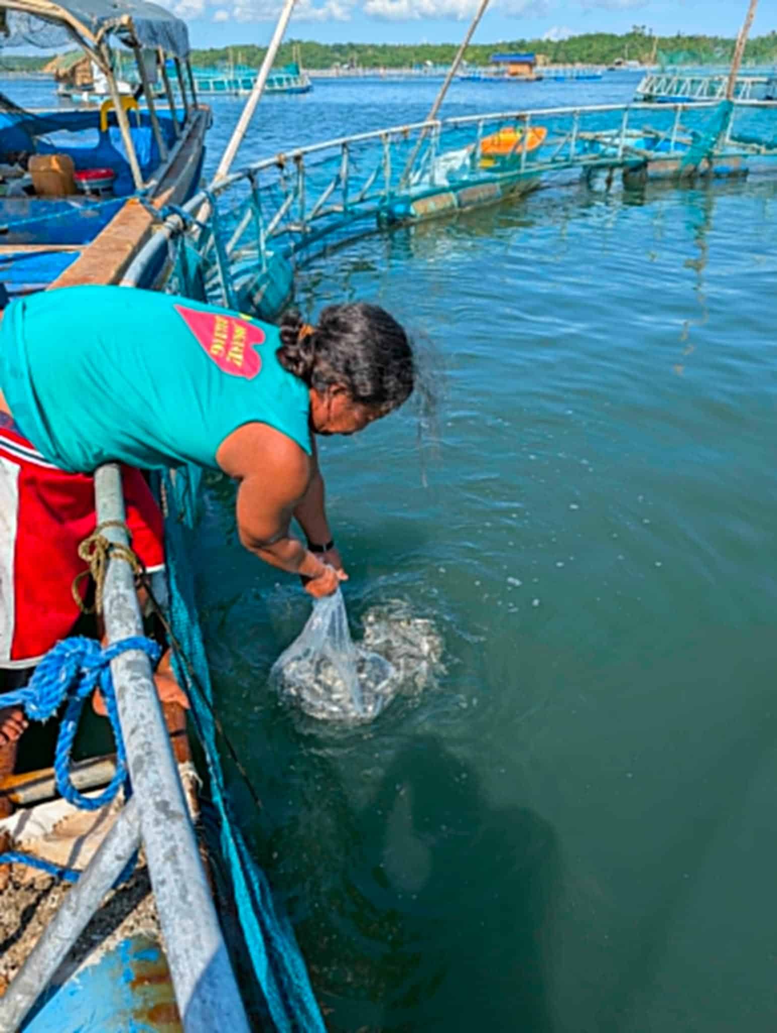 Idle cages restocked with bangus fingerlings in Pangasinan town
