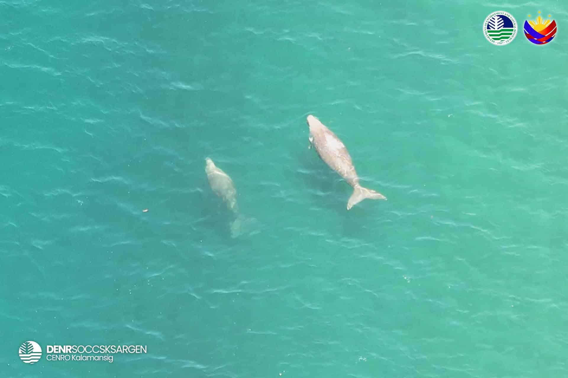 6 dugongs, 5 sea turtles spotted off Sultan Kudarat coast