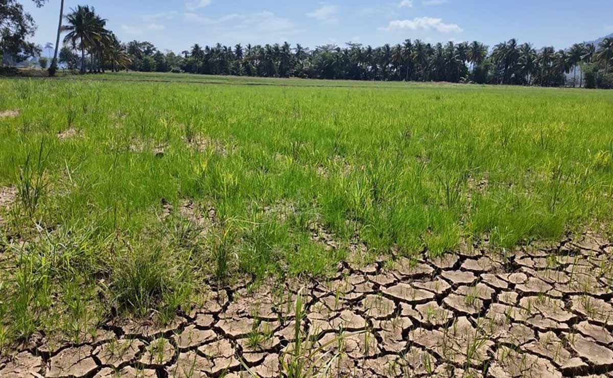 Agusan del Sur farmers face losses as El Niño persists