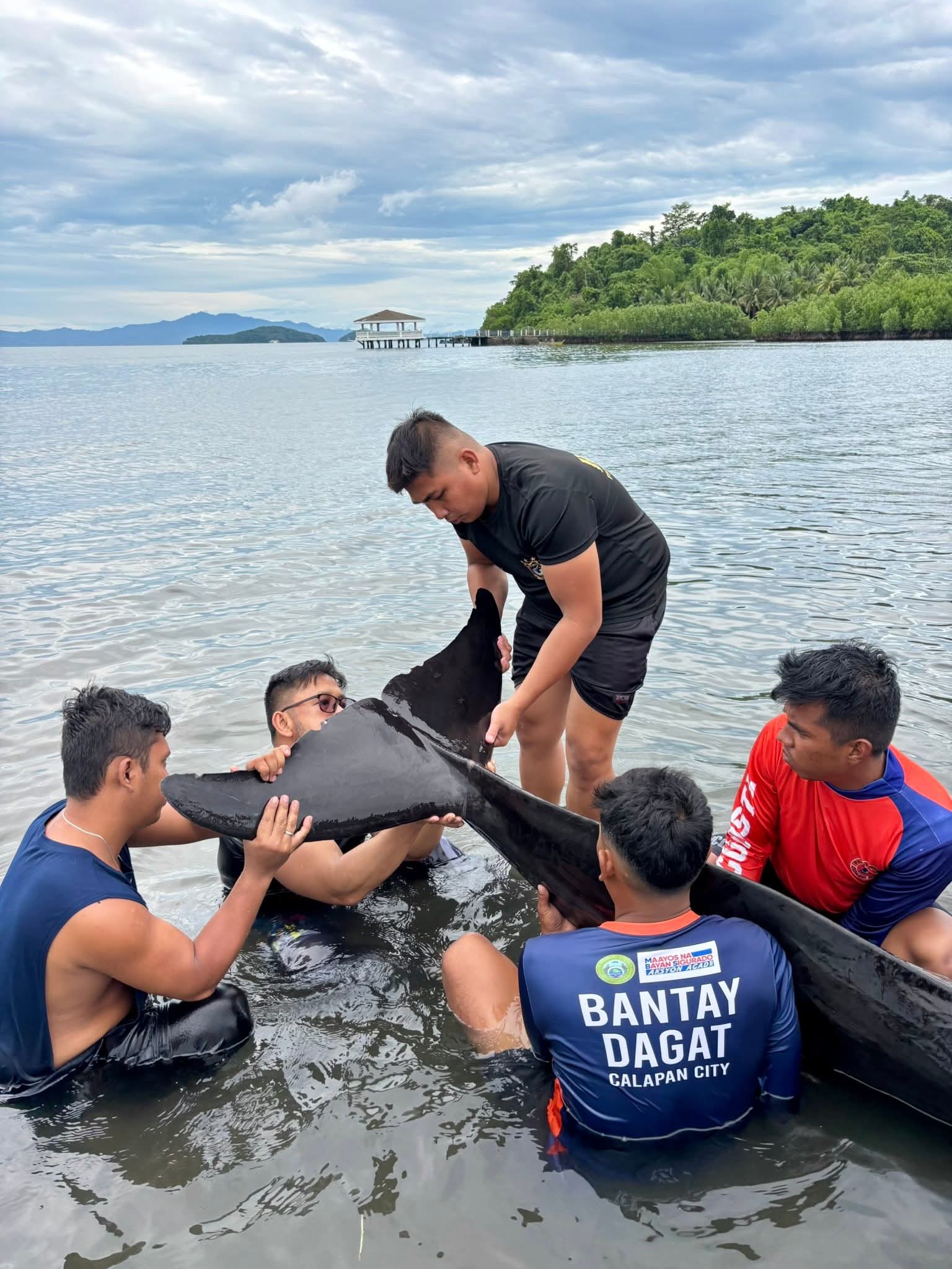Rescuers aid false killer whale stranded 6th time in Calapan City