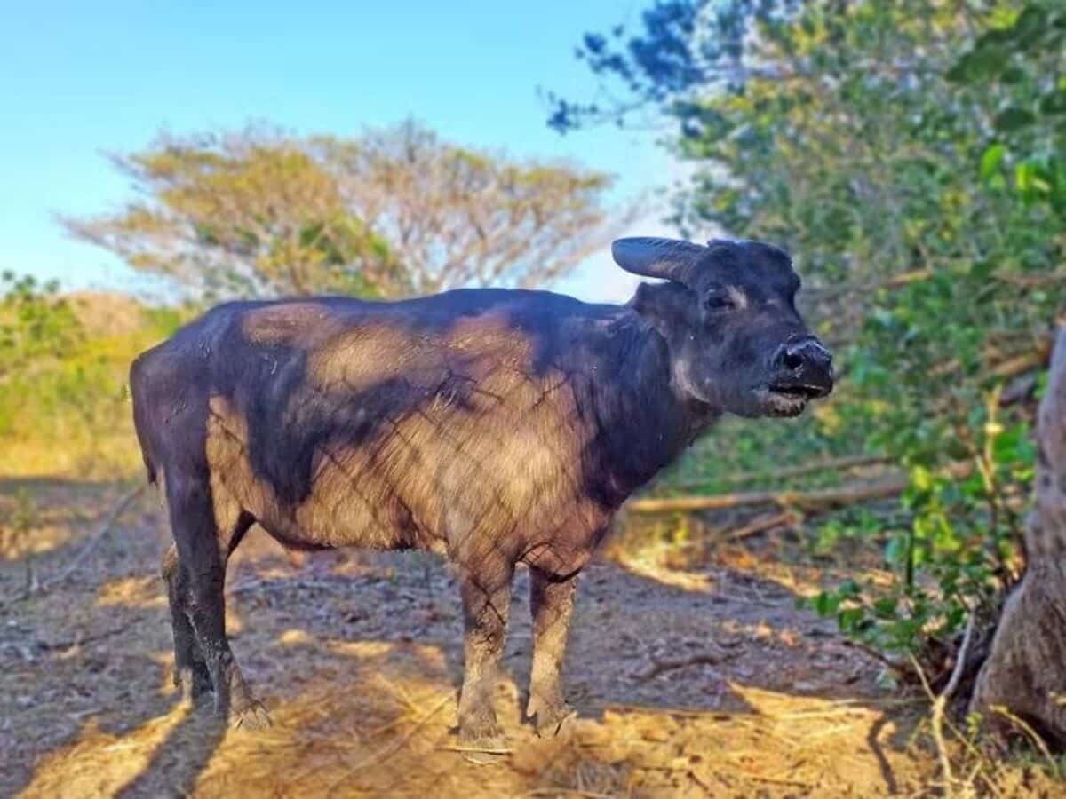 Habitat loss remains top threat to Mindoro’s Tamaraws