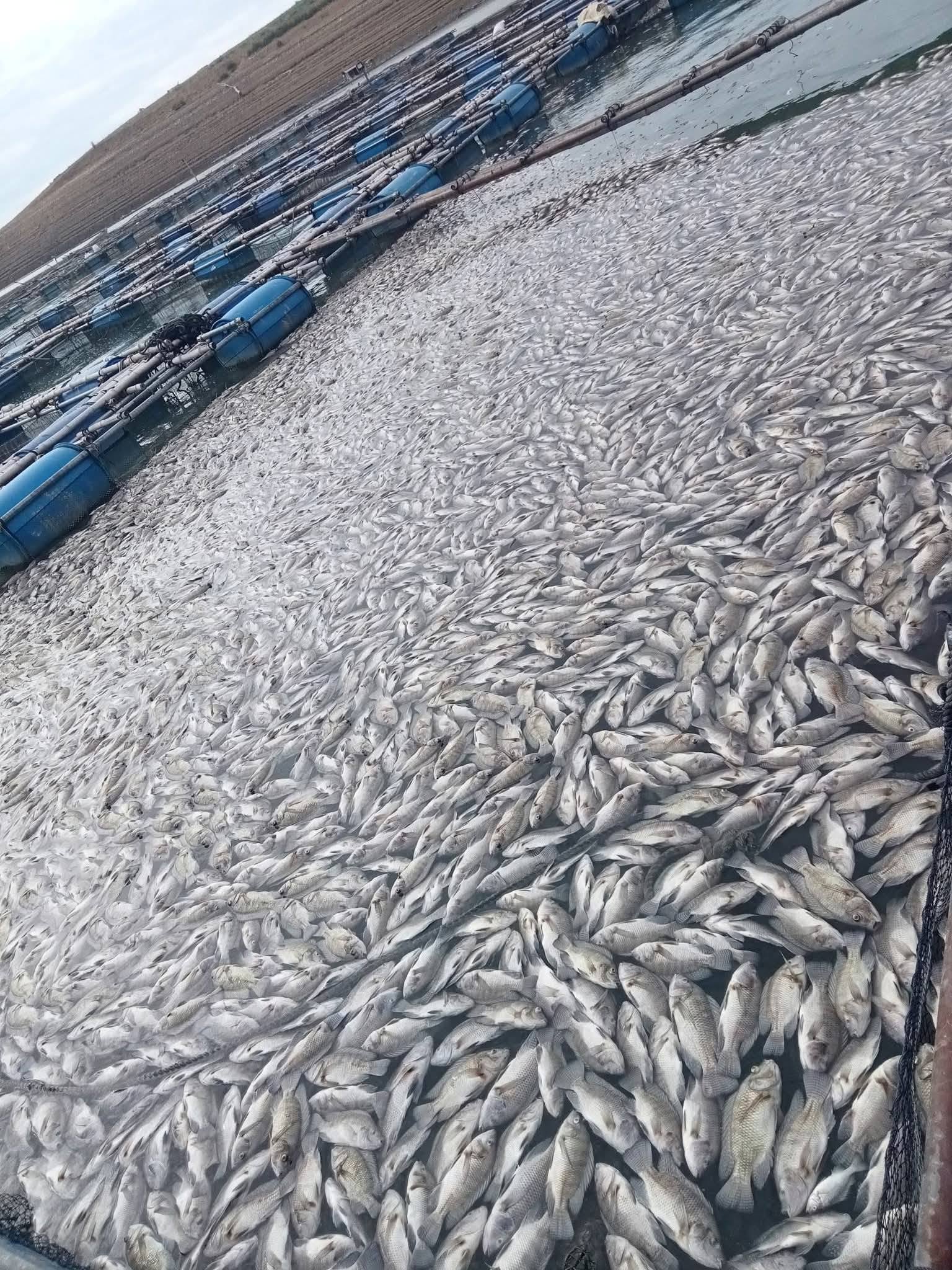 Massive fish kill hits Isabela fish farms