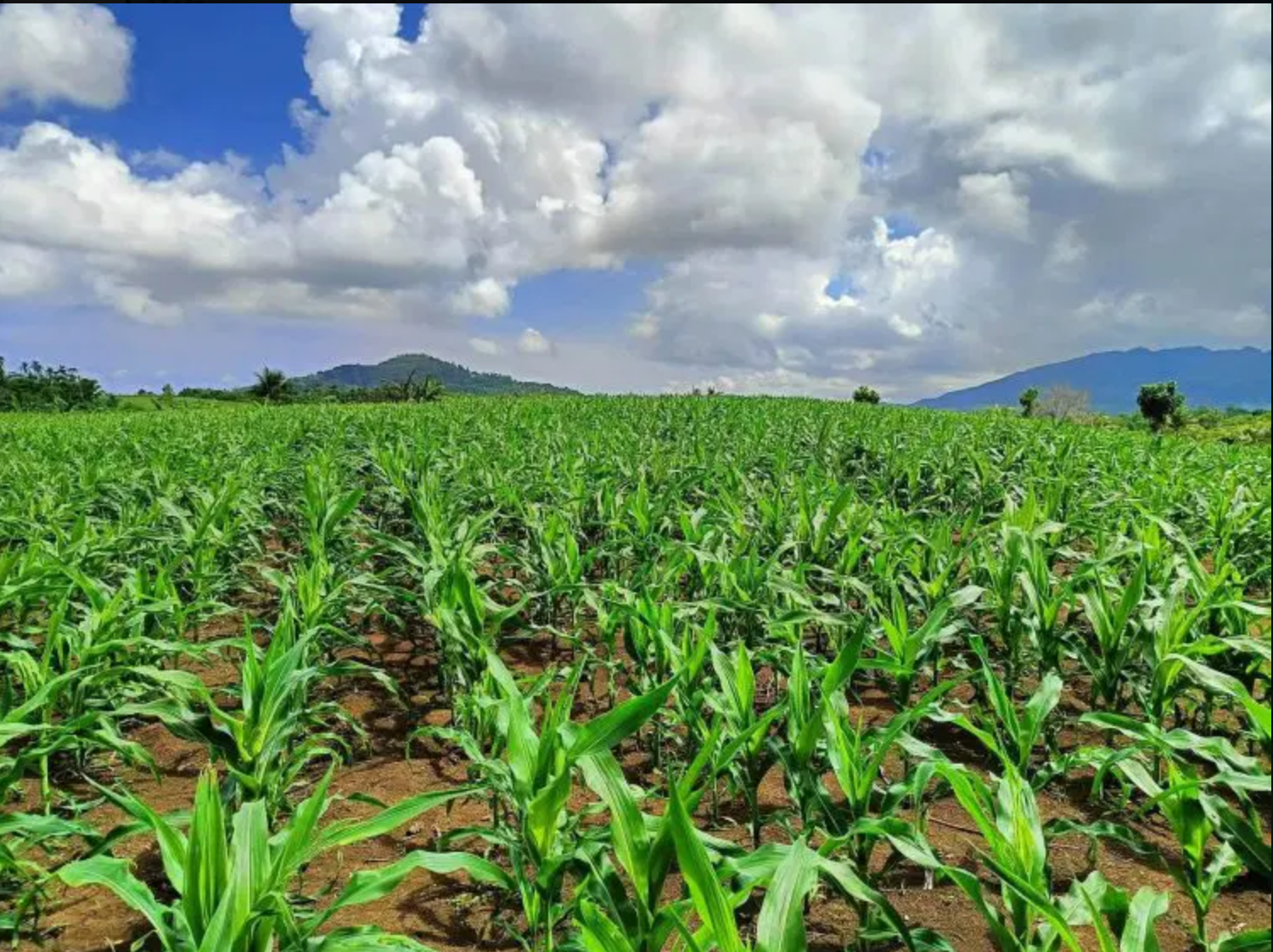 Romblon braces for possible ‘Super El Niño’ impact on agriculture