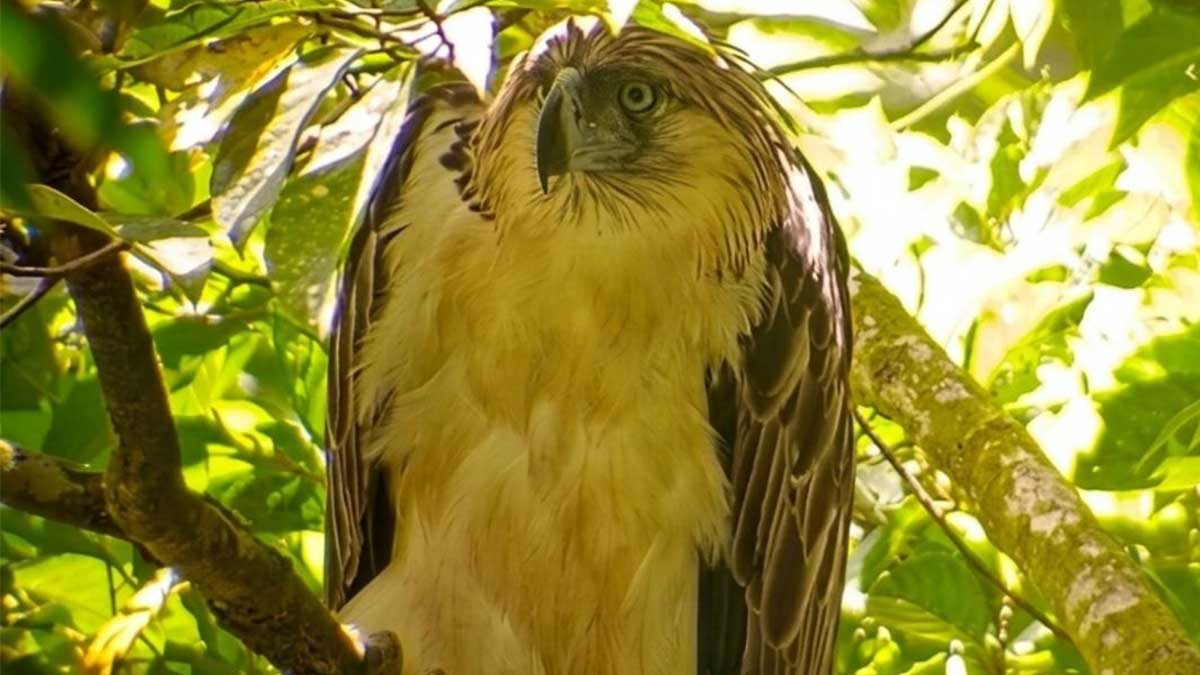 PH eagle Lakpue rescued in Leyte after losing talon in dog encounter