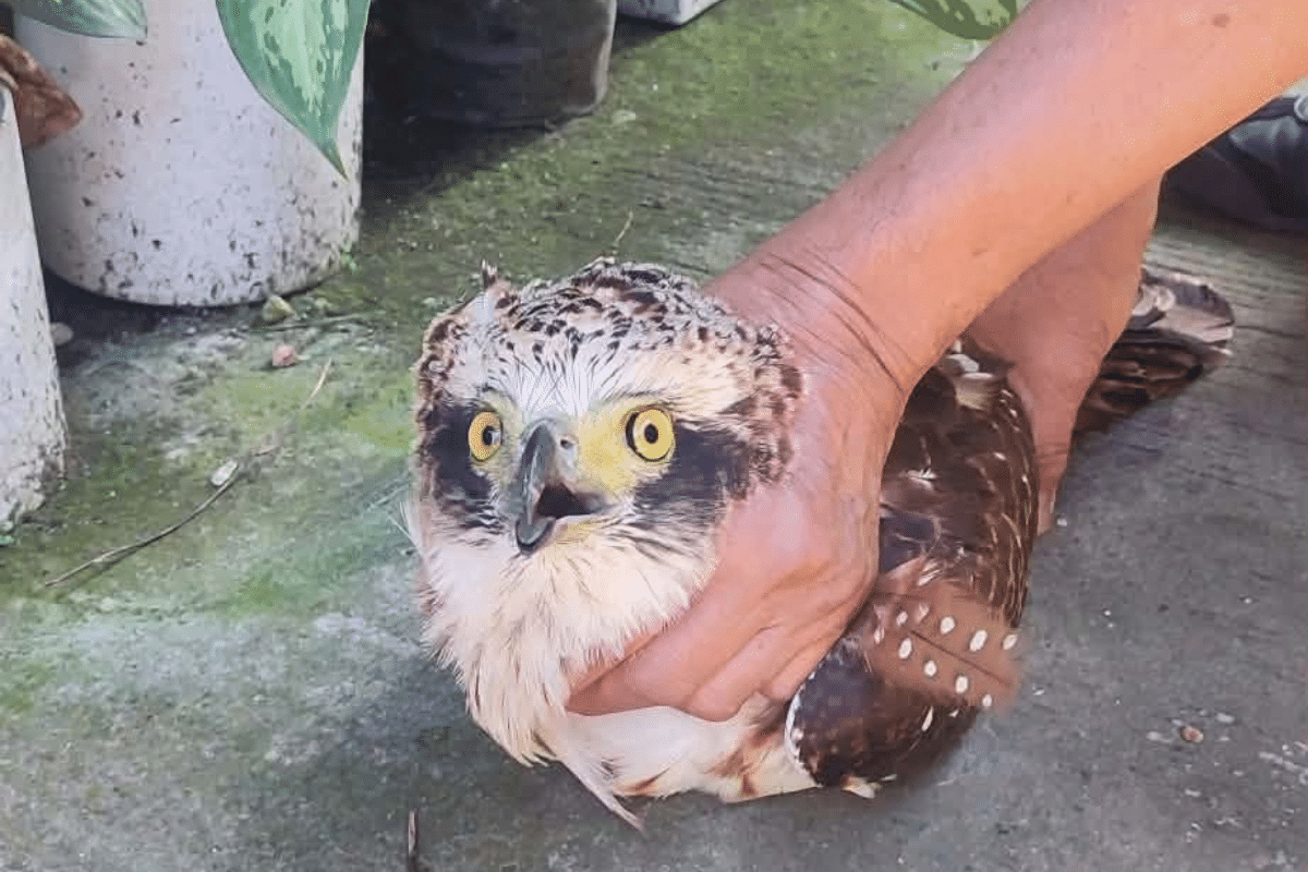 Young eagle rescued from Baguio home garden
