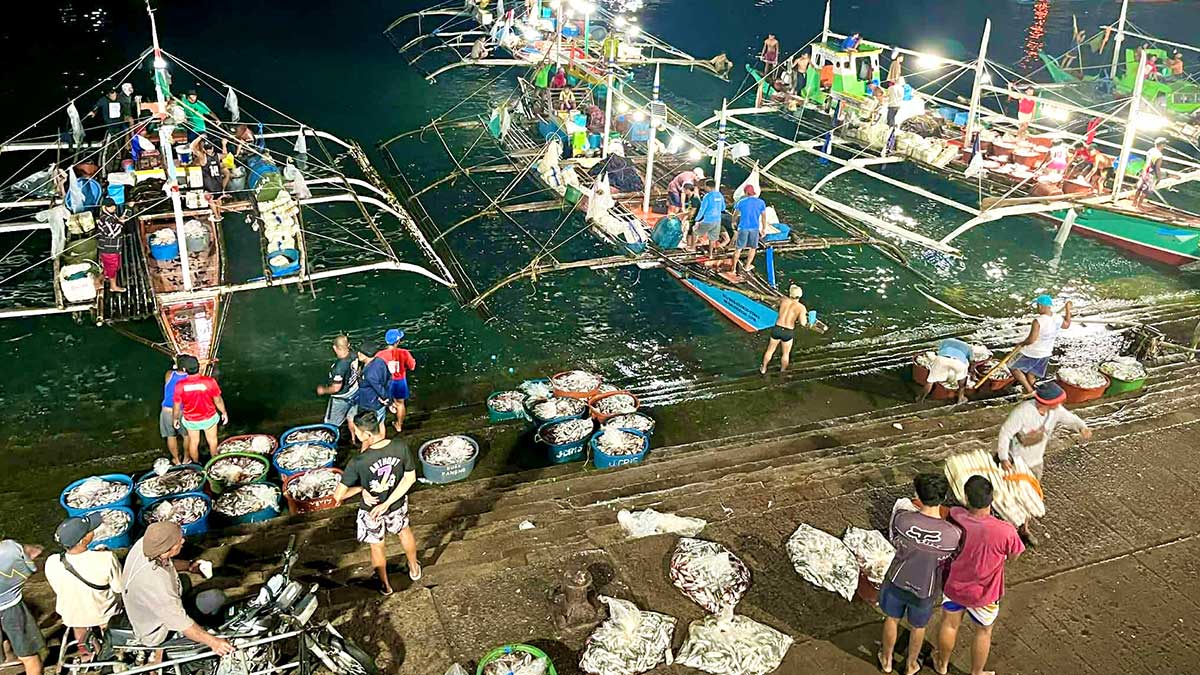 Oversupply spoils sardines in Sorsogon