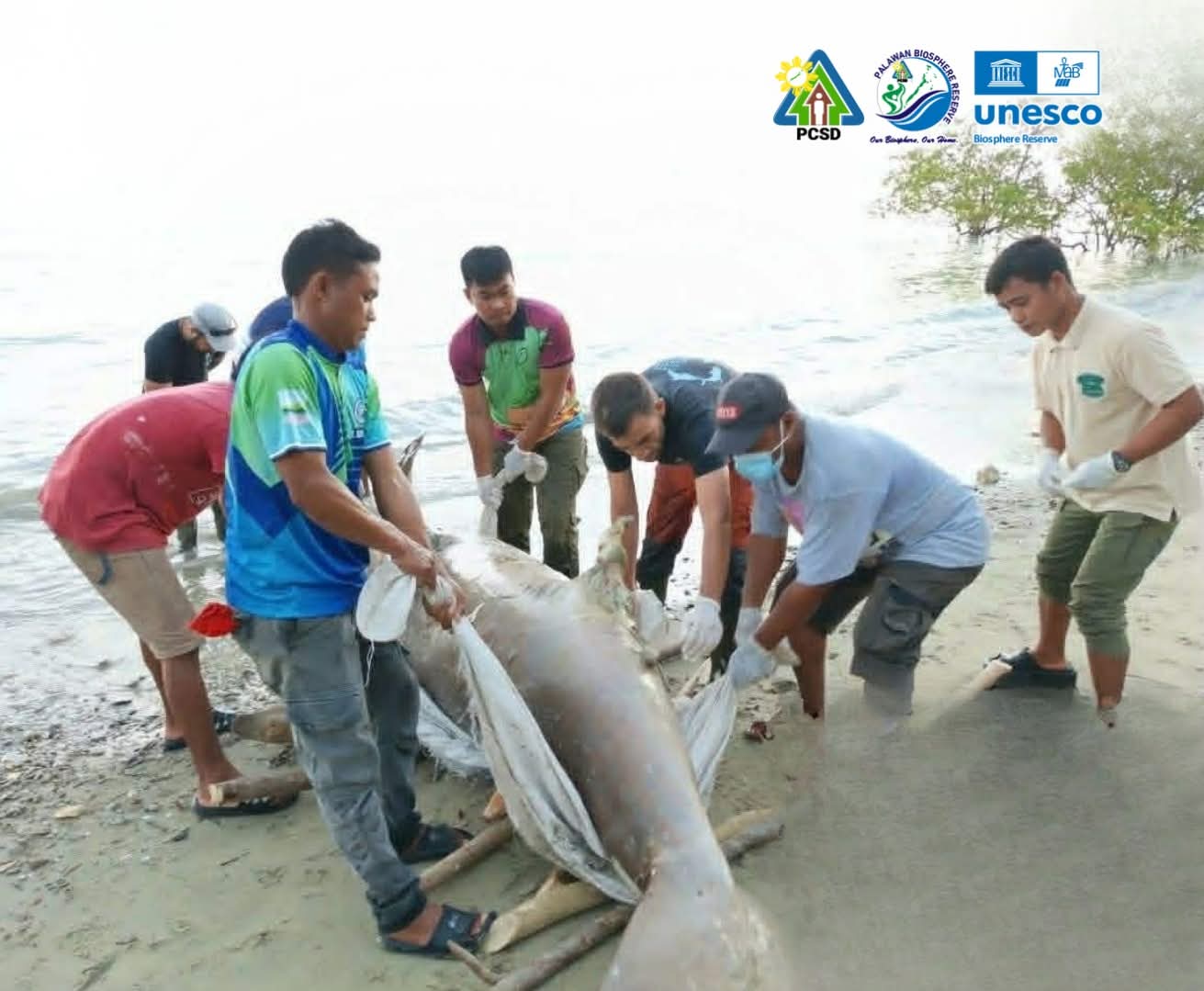 Dead sea cow found in Puerto Princesa beach