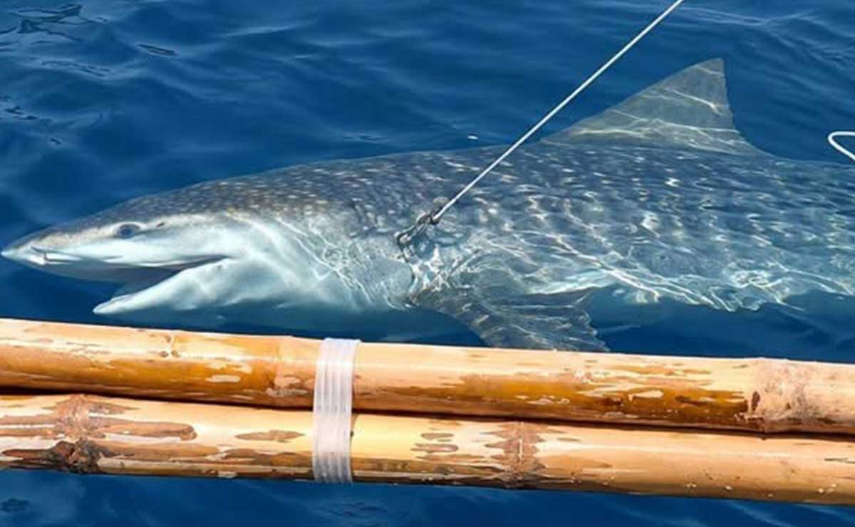 100-kilo tiger shark caught, released alive in Antique