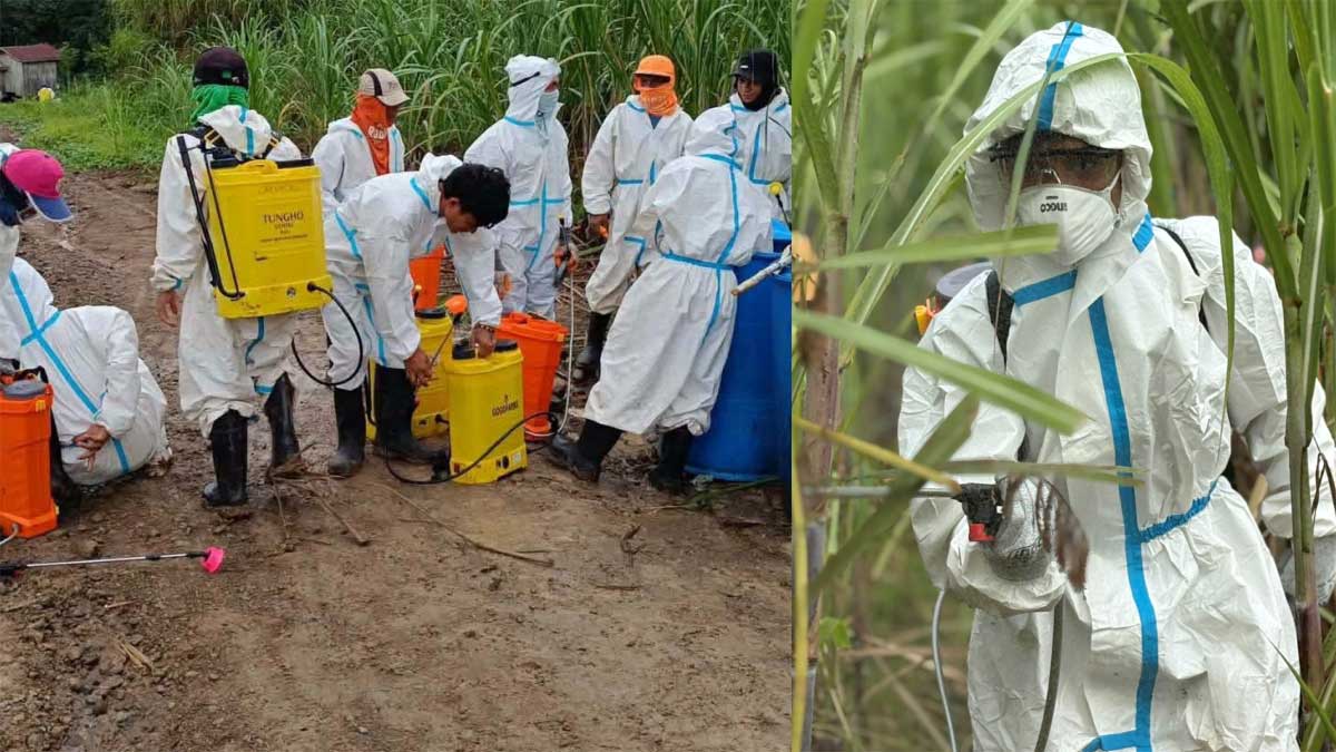Mindanao planters sound alarm as sugarcane pest spreads to 4 provinces