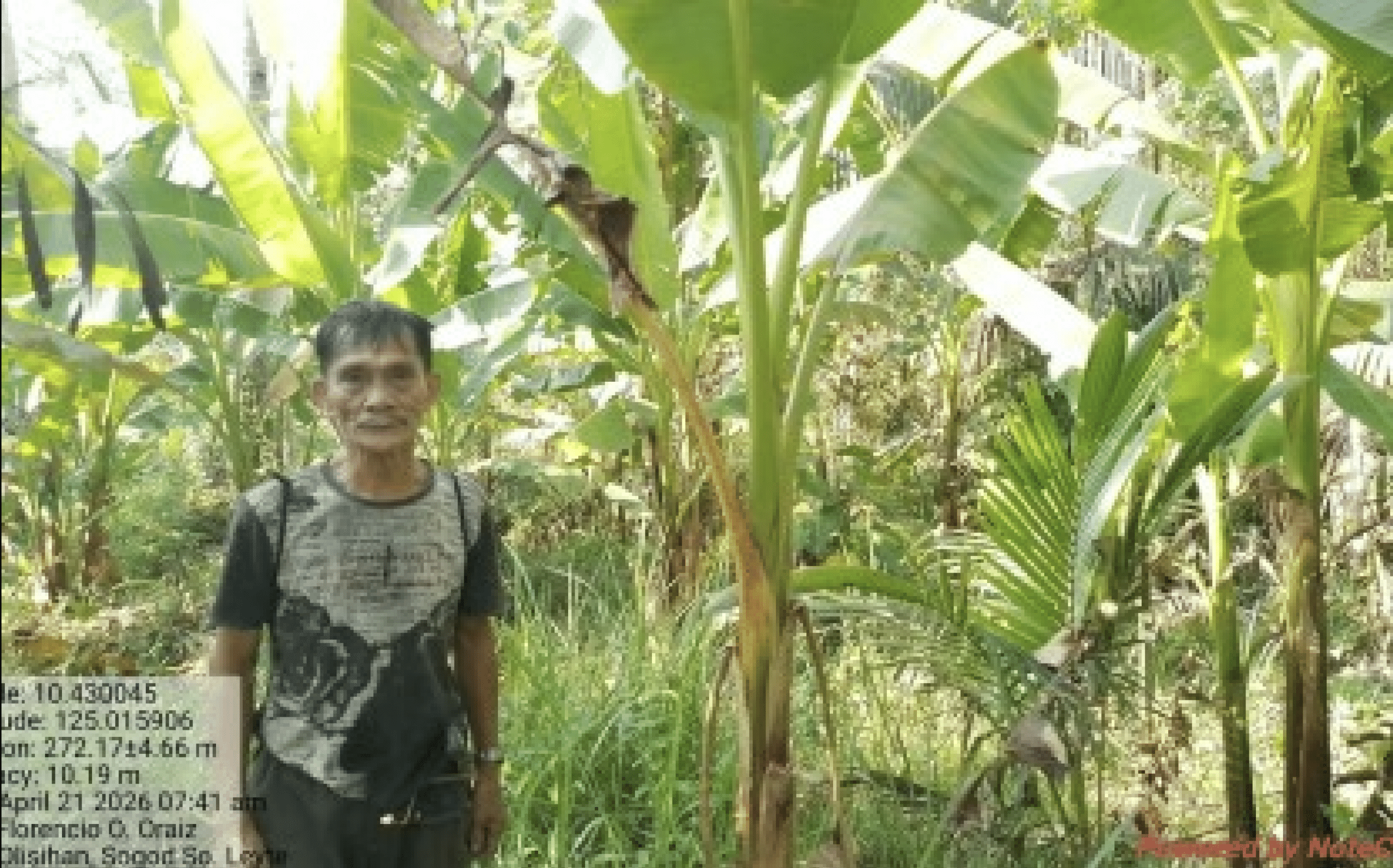 Fiber authority expands abaca survey to other areas in Southern Leyte