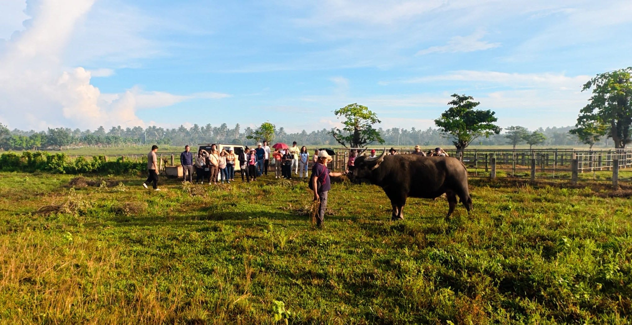 DA eyes conservation, breeding of ‘giant’ carabao in N. Samar