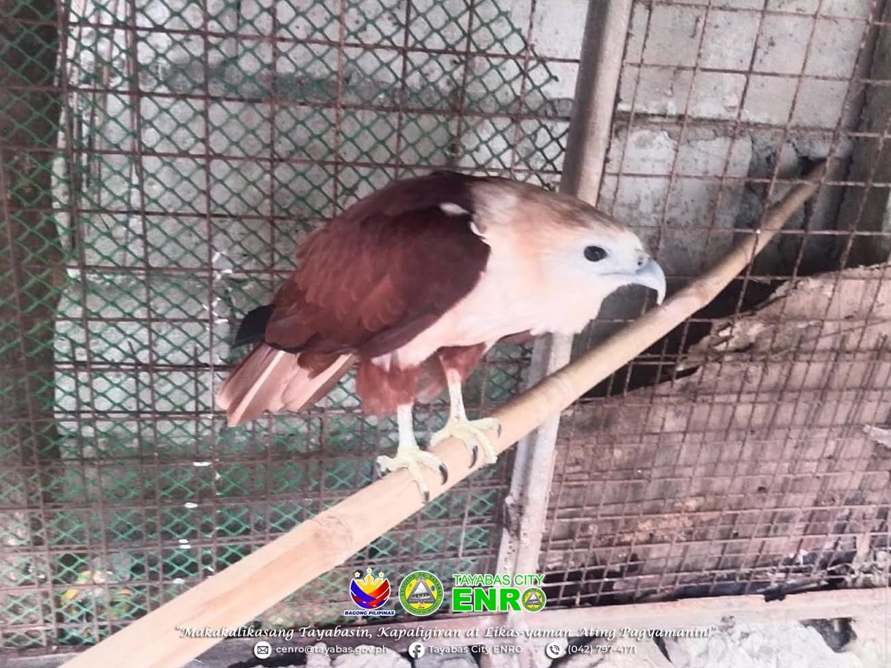 Brahminy kite rescued in Tayabas City