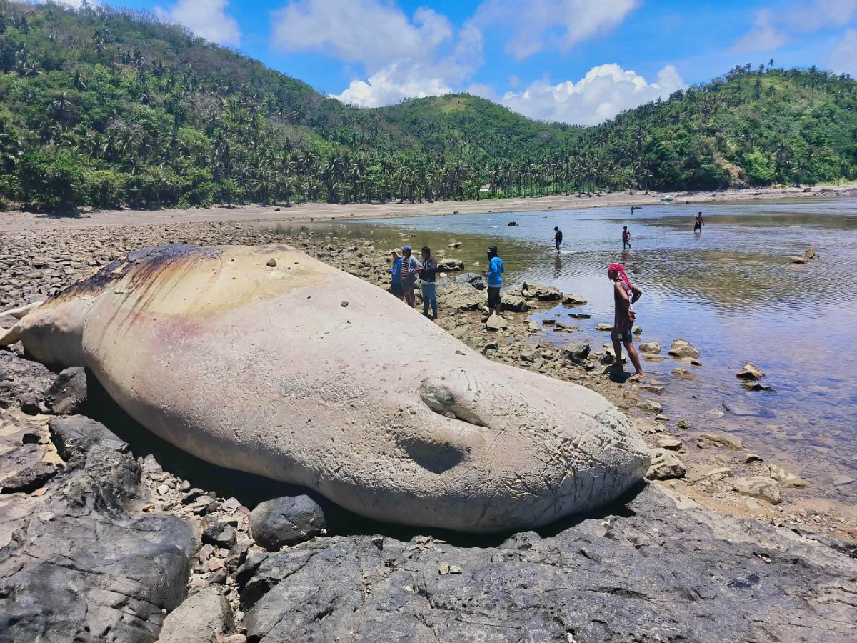 Dead sperm whale found along shoreline in Catanduanes