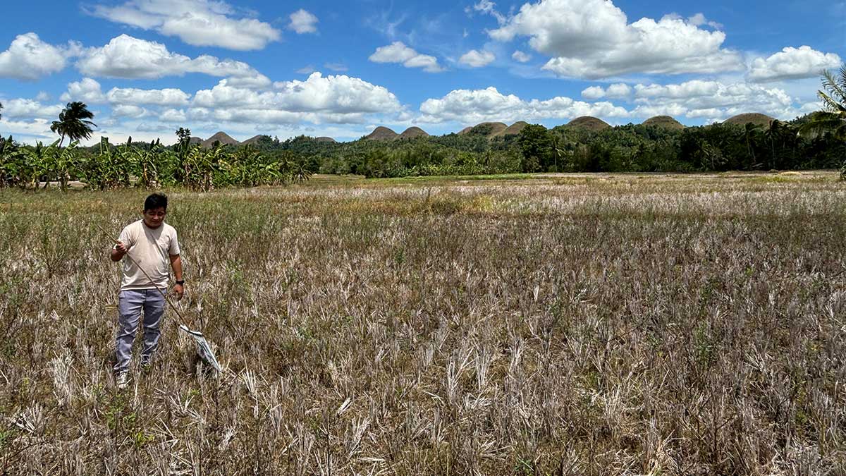 Bohol flagged as drought-vulnerable amid El Niño outlook