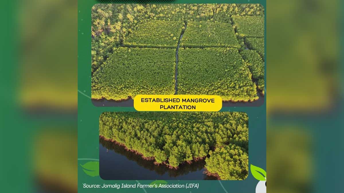 DENR restores 98 hectares of mangrove forests on Quezon island