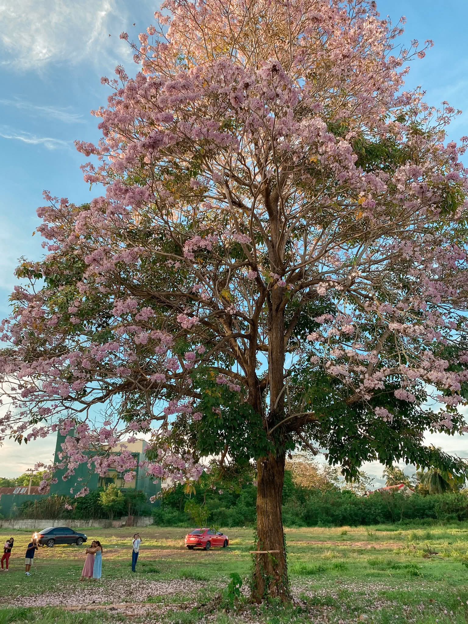 Viral tree in Tagbilaran brings ‘Cherry blossom’ vibes to locals