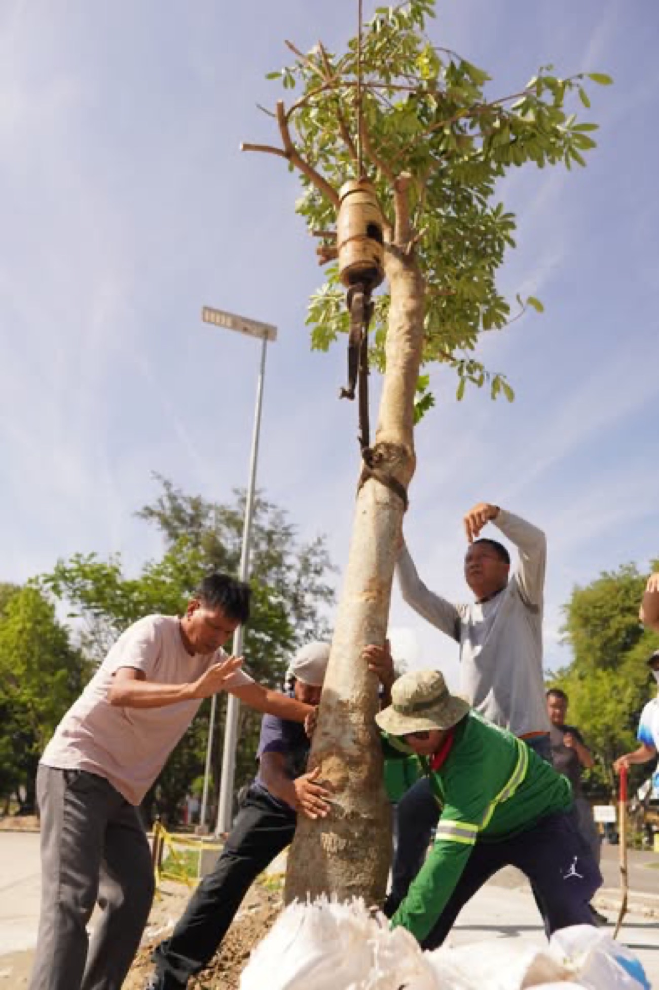 Pangasinan Capitol replaces uprooted mahogany with native trees