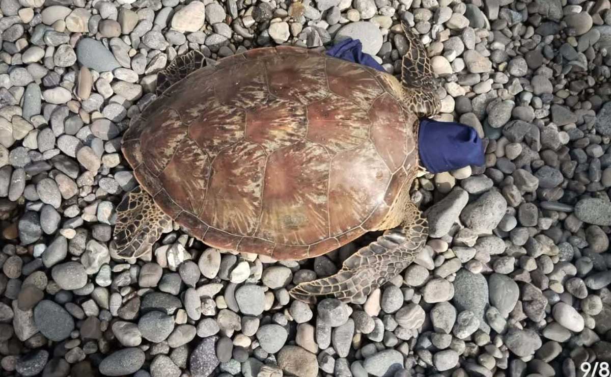 Green sea turtle rescued, released in Isabela’s Dinapigue town