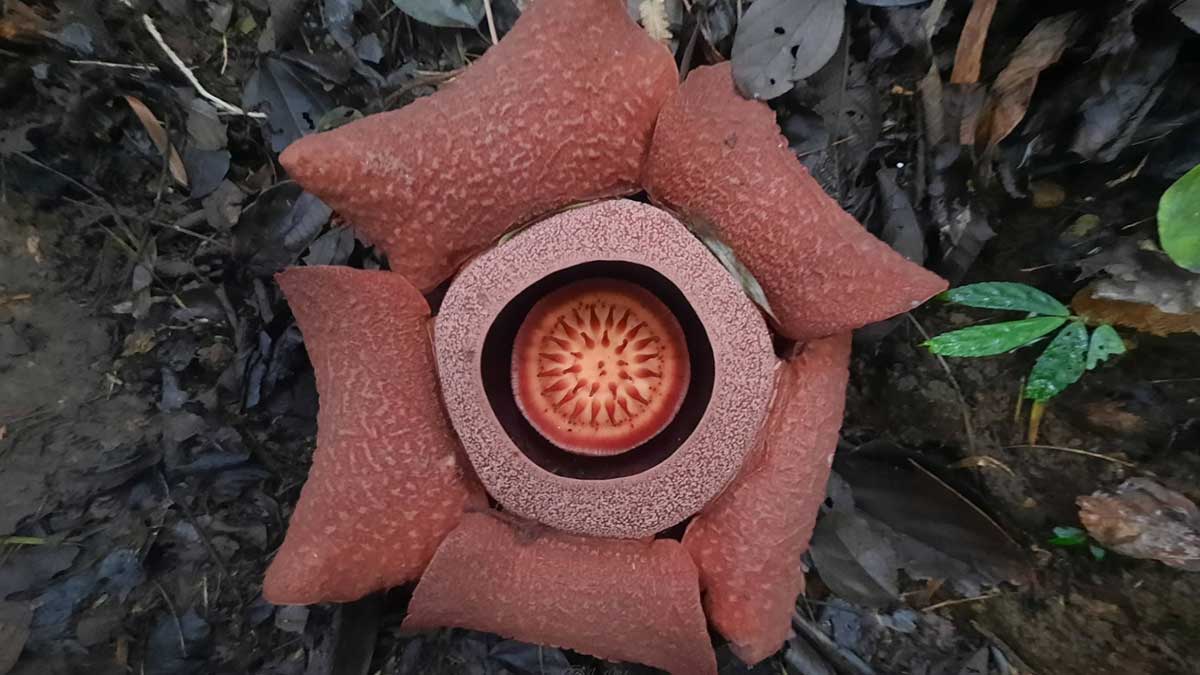 Rare rafflesia blooms in Mt. Kanlaon Natural Park