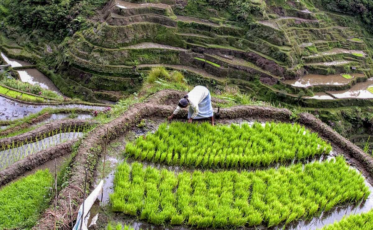 Biodiversity plan seeks to revive Ifugao Rice Terraces