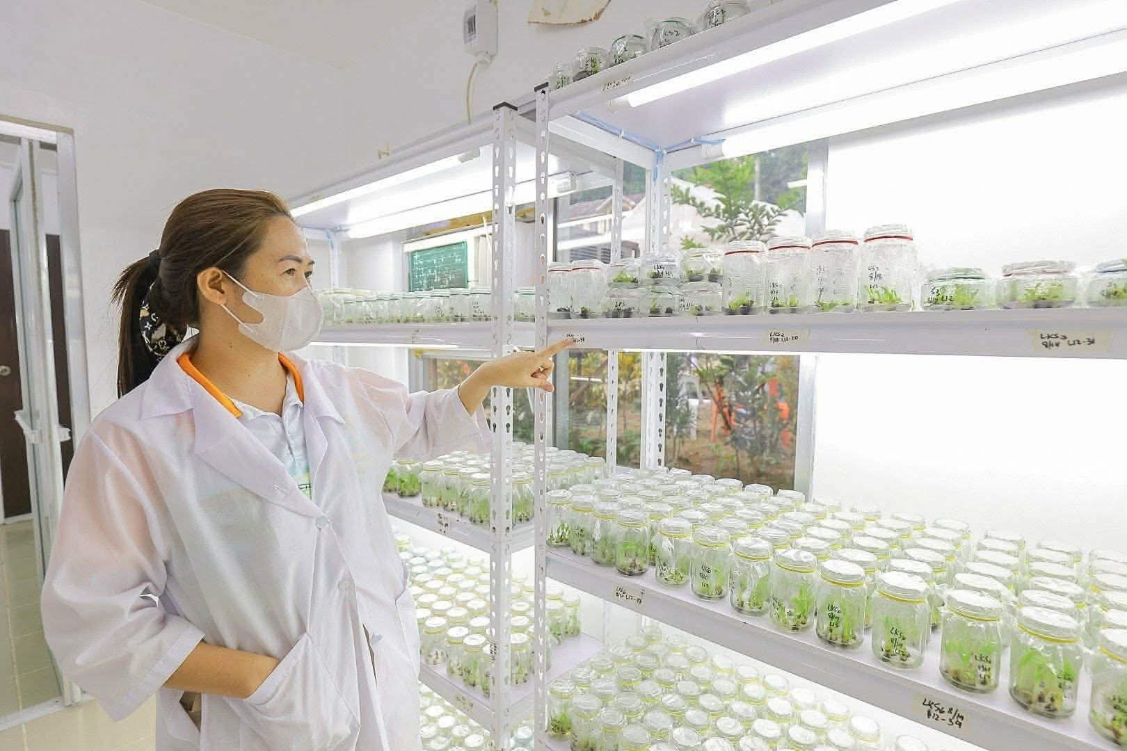 Pagadian opens banana tissue culture laboratory