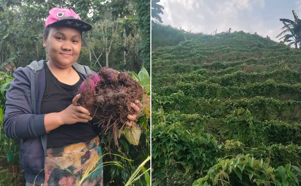 Bukidnon ube set to enter US market