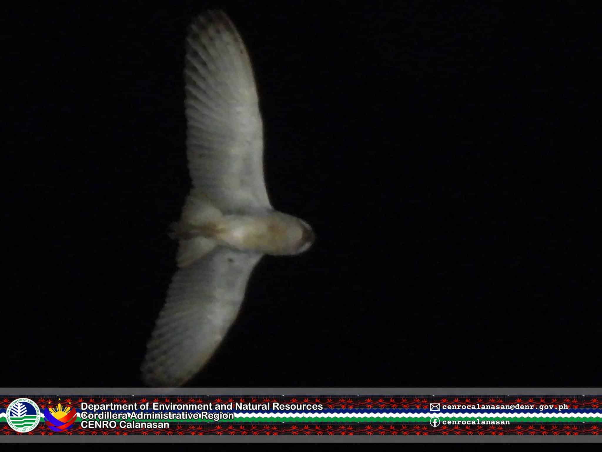 Juvenile grass owl set free in Apayao during Earth Hour