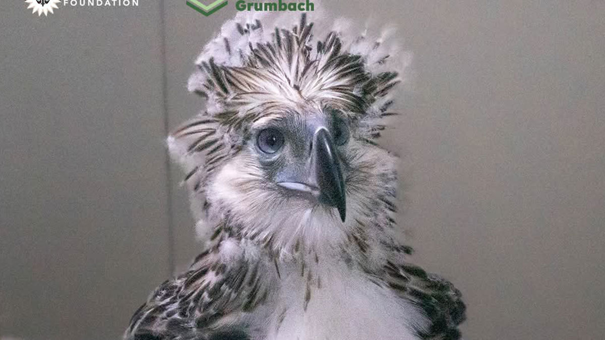 DENR, PEF, PNP unite to restore PH Eagle population in Leyte forests