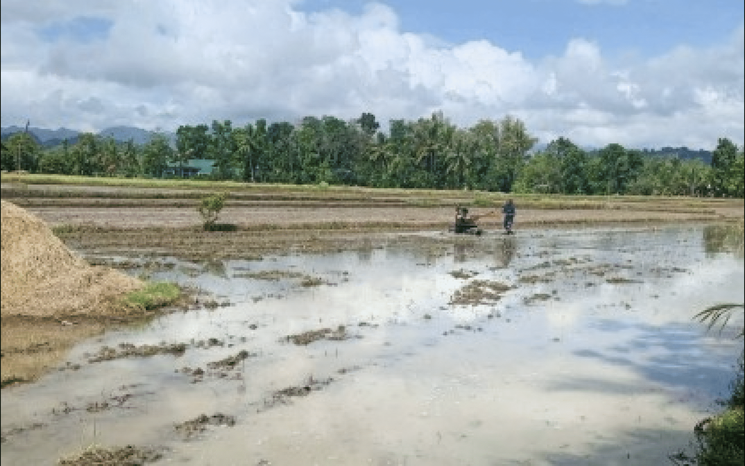 Irrigation project enables 3rd cropping in Iloilo town